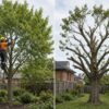 Difference between tree pruning and tree lopping showing proper selective pruning compared with excessive branch cutting