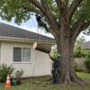 Professional tree removal of a large tree close to a house