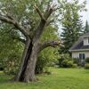 when to remove a tree instead of pruning