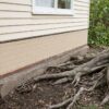 Tree roots growing close to house foundations