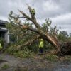 Emergency tree removal after storm damage in Melbourne