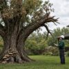 Signs of a dangerous tree requiring professional inspection in Melbourne