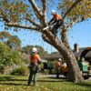 Professional tree removal service in an Australian garden during autumn