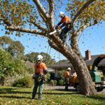 Professional tree removal service in an Australian garden during autumn
