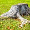 Old tree stump left in a yard causing potential pest and landscaping problems
