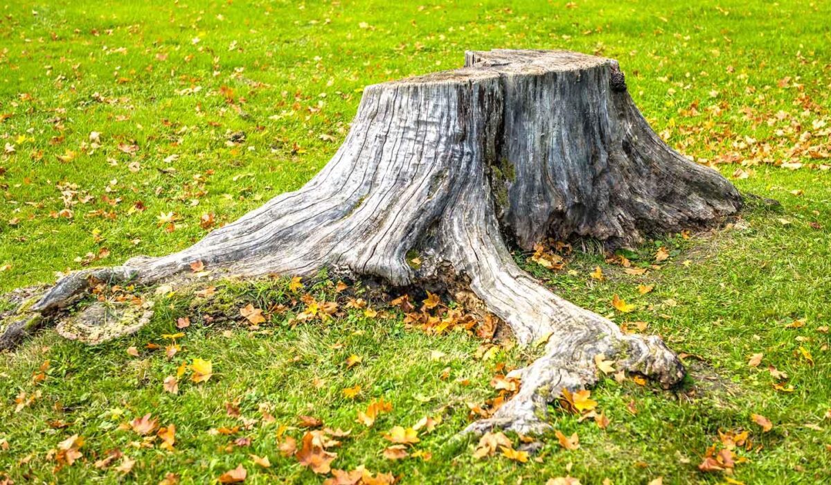 Old tree stump left in a yard causing potential pest and landscaping problems