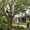 Professional arborist pruning a large tree near a Melbourne home to manage hazardous branches and improve property safety